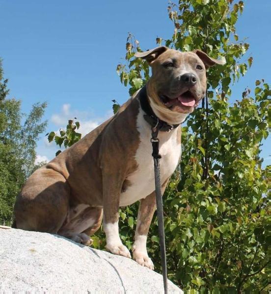 Just Star Sweet Blue Angel | American Staffordshire Terrier 