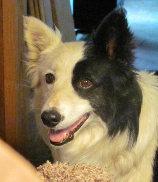 Buster's Sarah ABC 267738 | Border Collie 