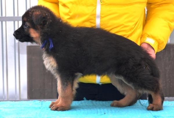 PARAD Forward Ukraine | German Shepherd Dog 