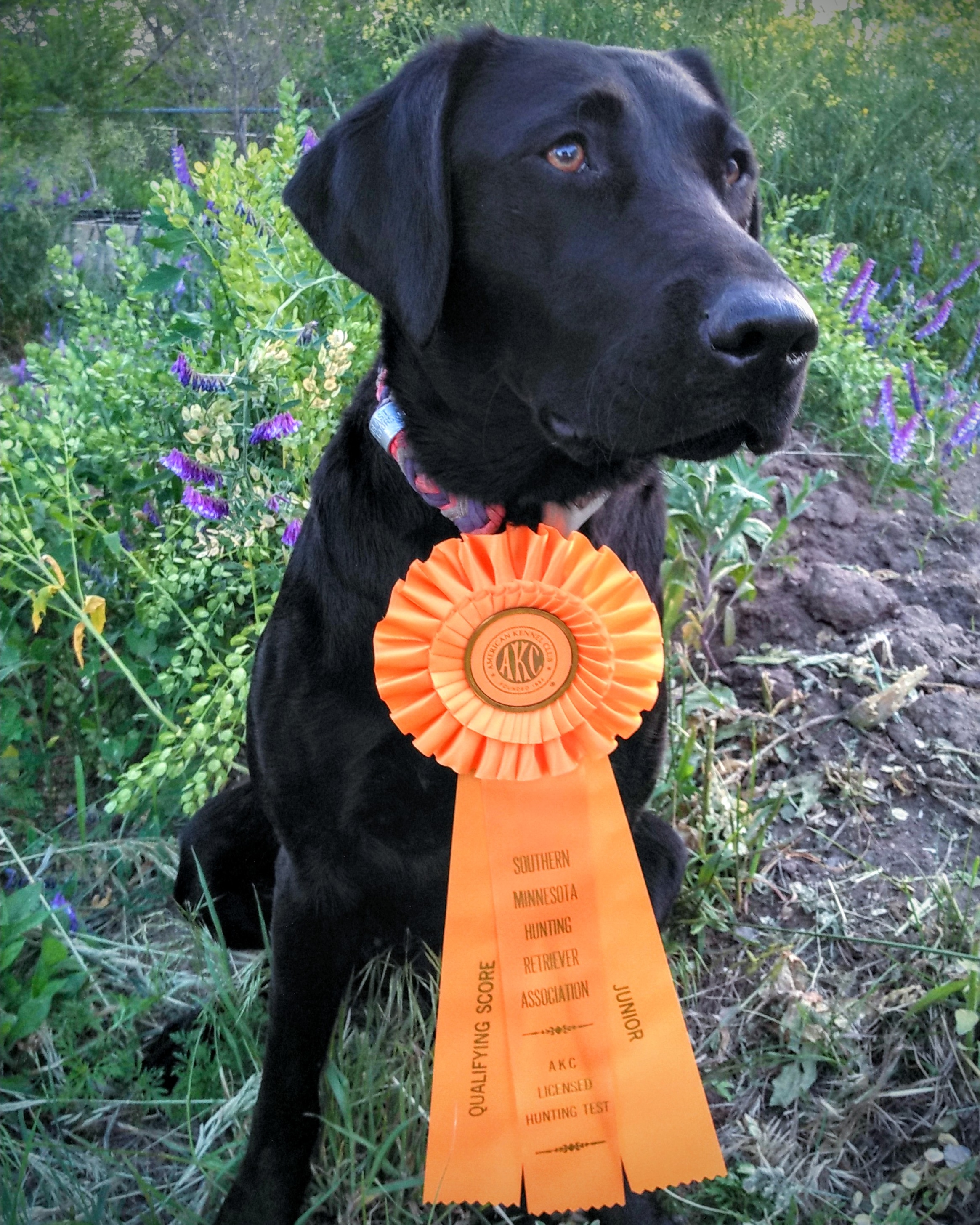 SHR Mama's Lil MidNite Run Of Shine JH WC | Black Labrador Retriver