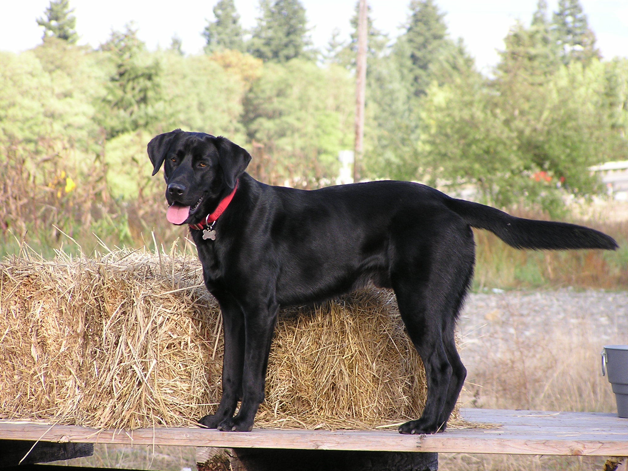My First Jet | Black Labrador Retriver