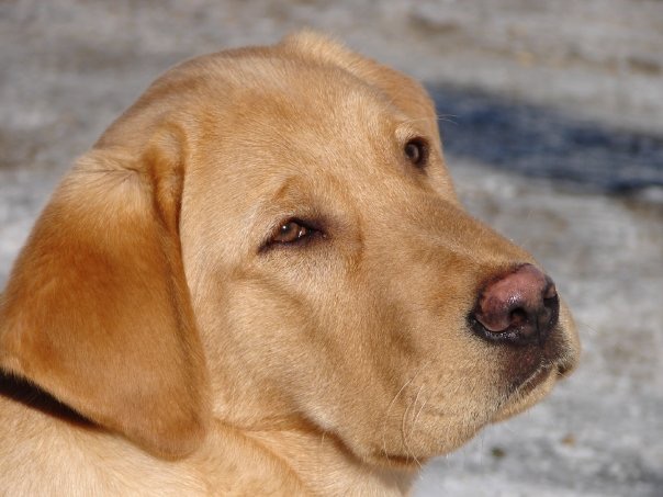 Clyde Winthrop | Yellow Labrador Retriver