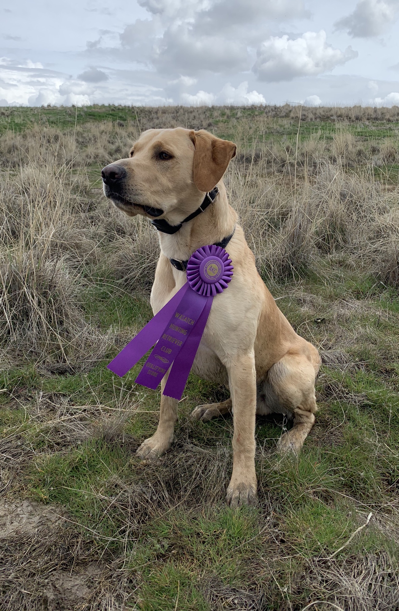 Clyde’s Savage Rooster Rider | Yellow Labrador Retriver