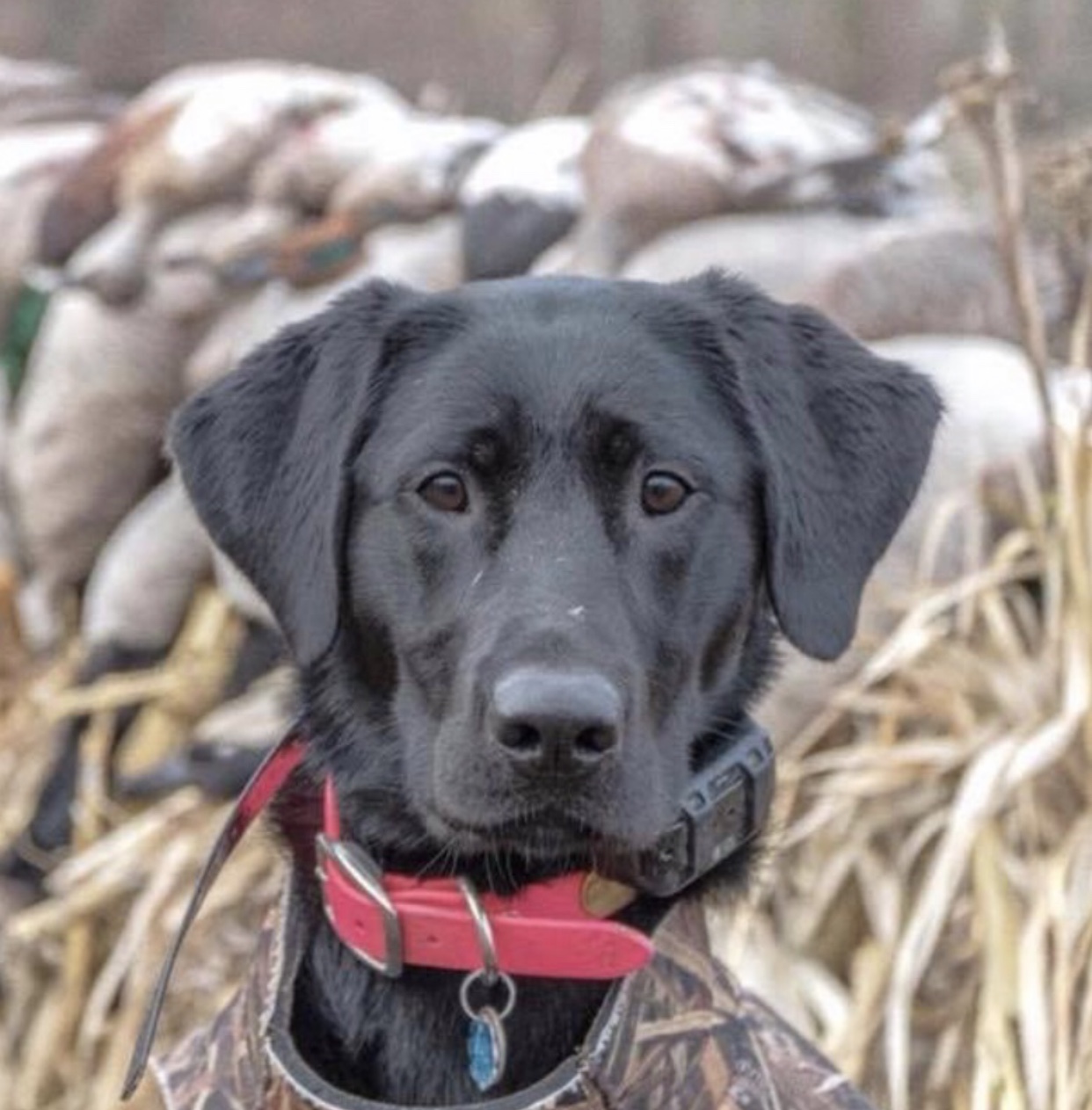 Ripley’s Fear The Raven | Black Labrador Retriver