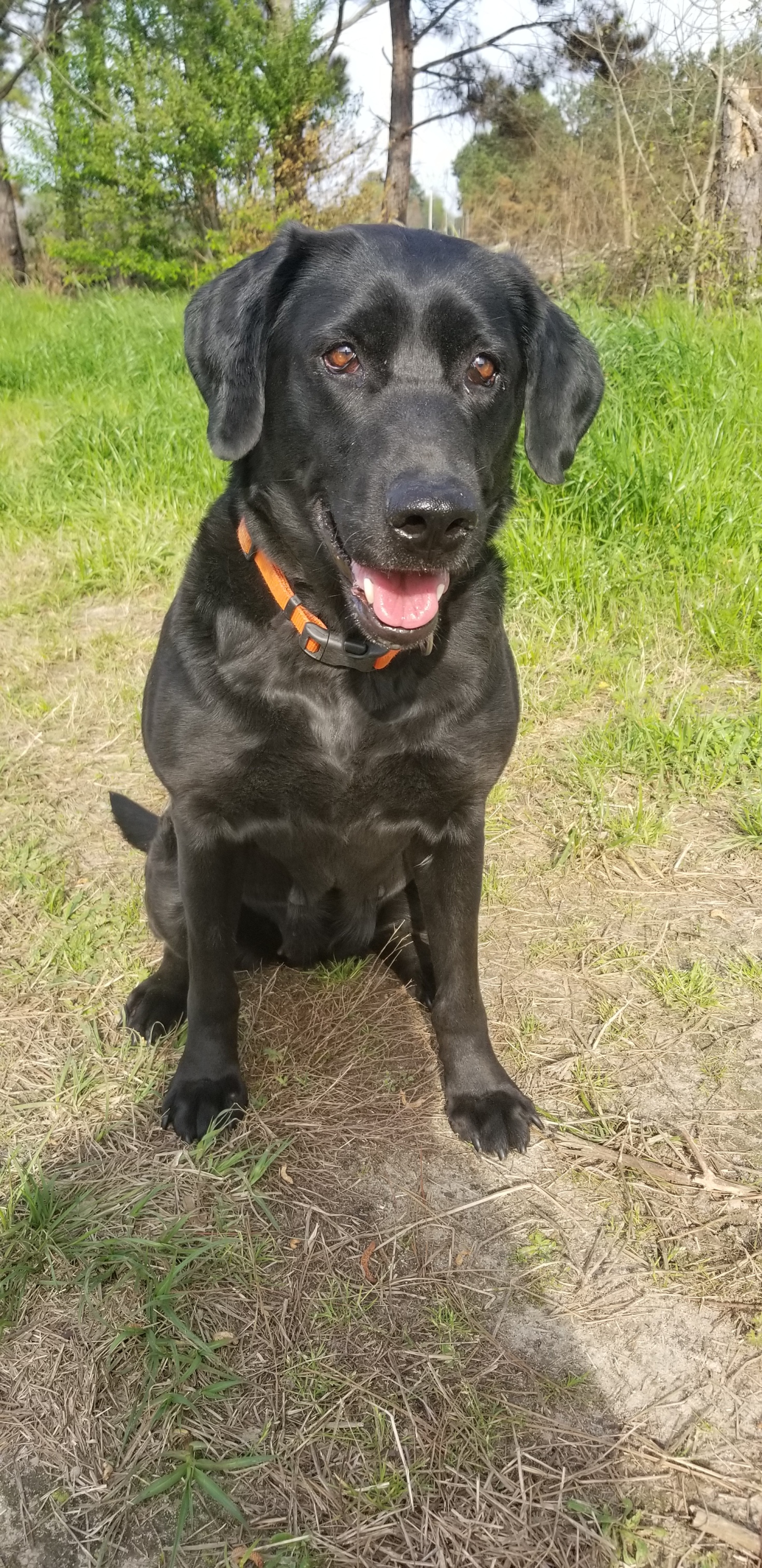 Baypoint's Madison's Fifth Avenue | Black Labrador Retriver