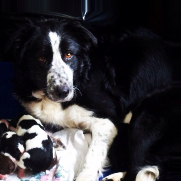 PCR Mandy ABC 314827 | Border Collie 