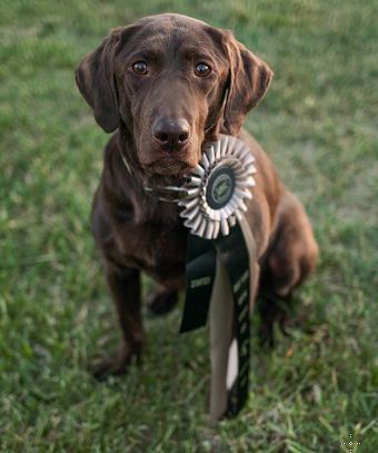 Kindig's Rock A Rhyme | Chocolate Labrador Retriver