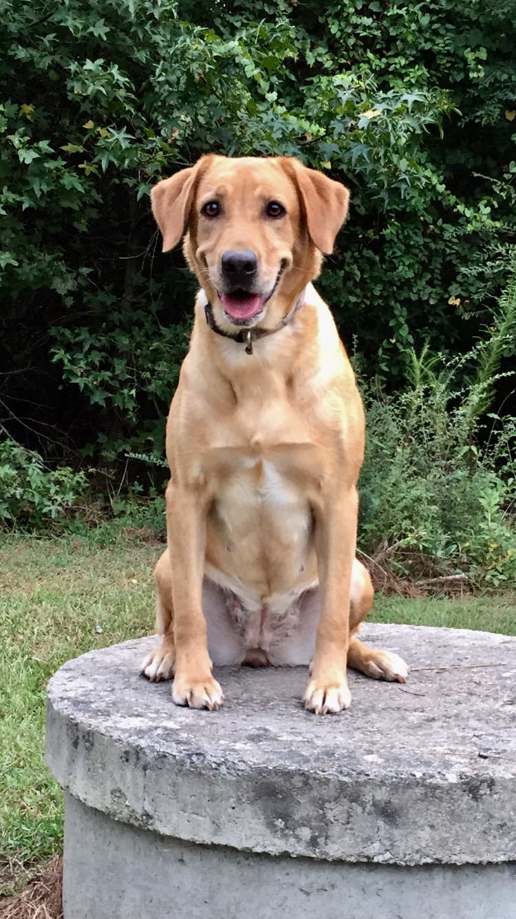 Swamps Of Sampson Sallie JH | Yellow Labrador Retriver