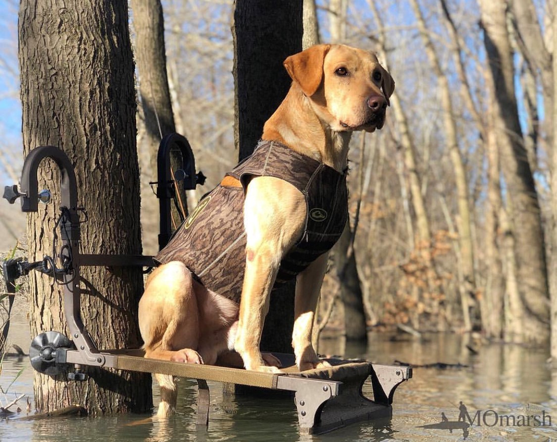 Dry Ridge's Magnum | Yellow Labrador Retriver