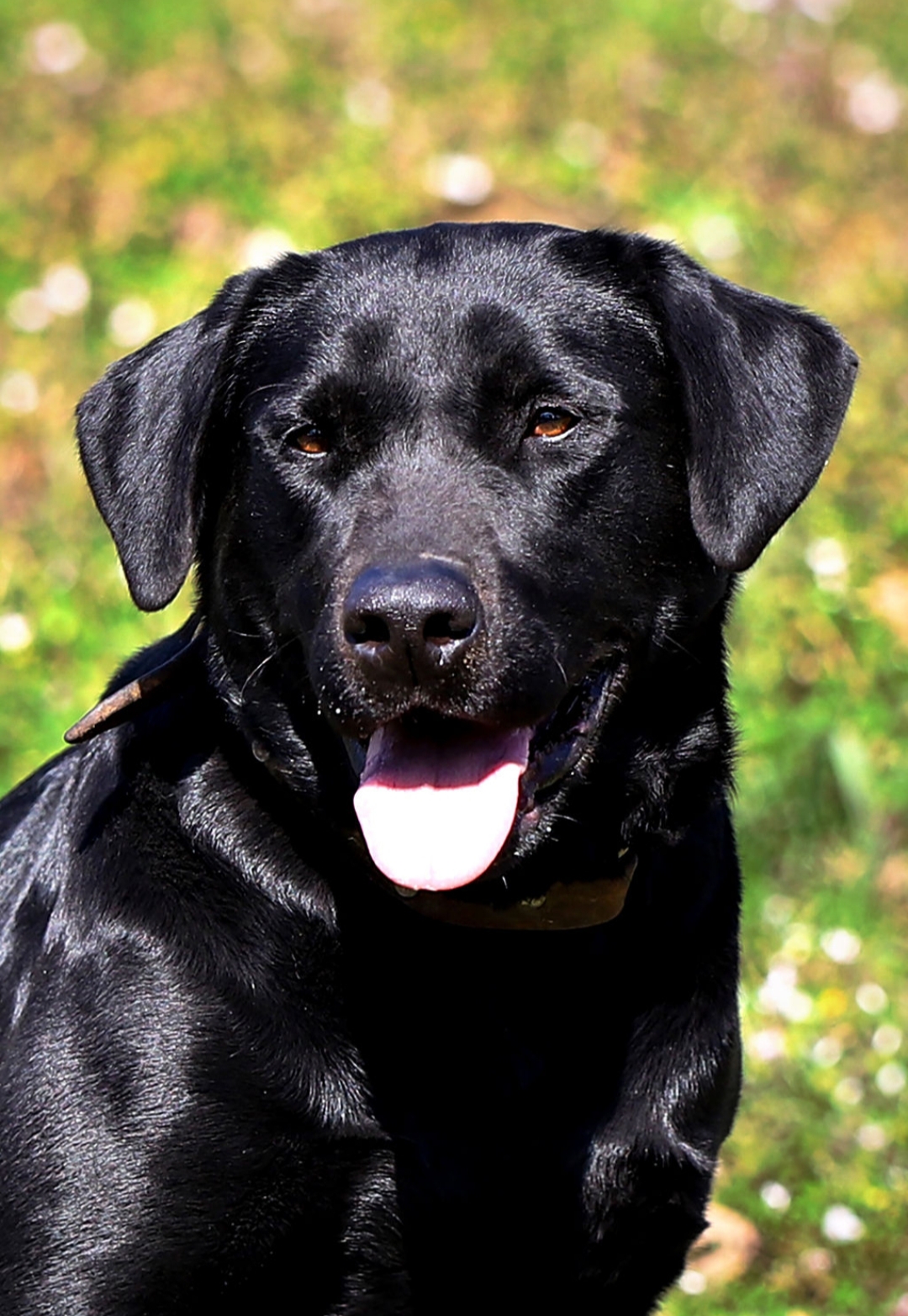 Key's Midnight Special | Black Labrador Retriver