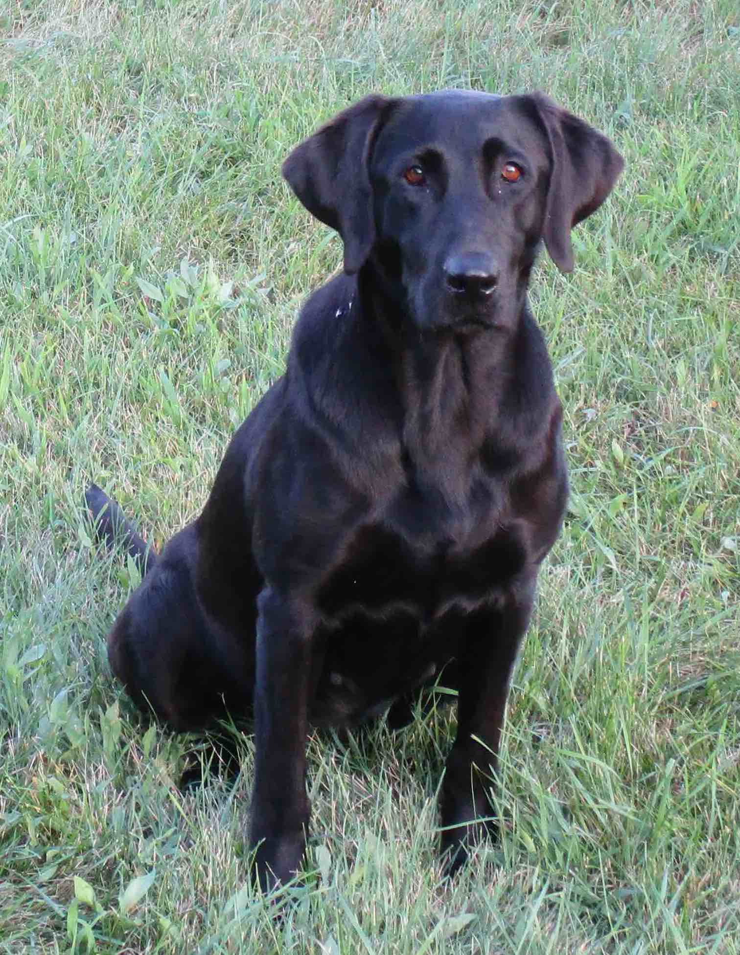 MHR Shohola Caoimhe | Black Labrador Retriver