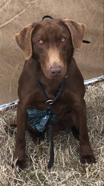 Berrytown's Tripp To Oklahoma | Chocolate Labrador Retriver