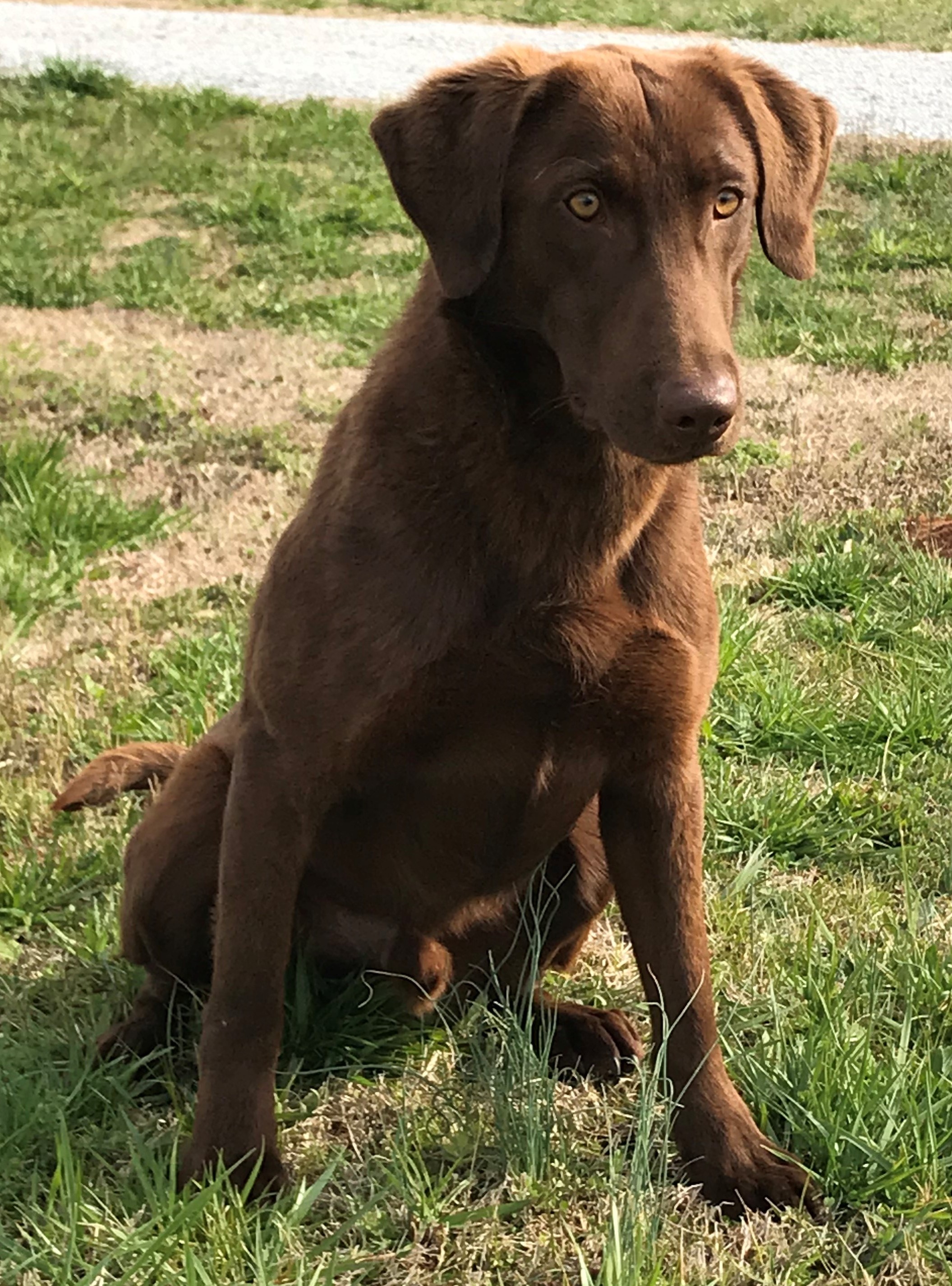 Berrytown's Tripp To Oklahoma | Chocolate Labrador Retriver