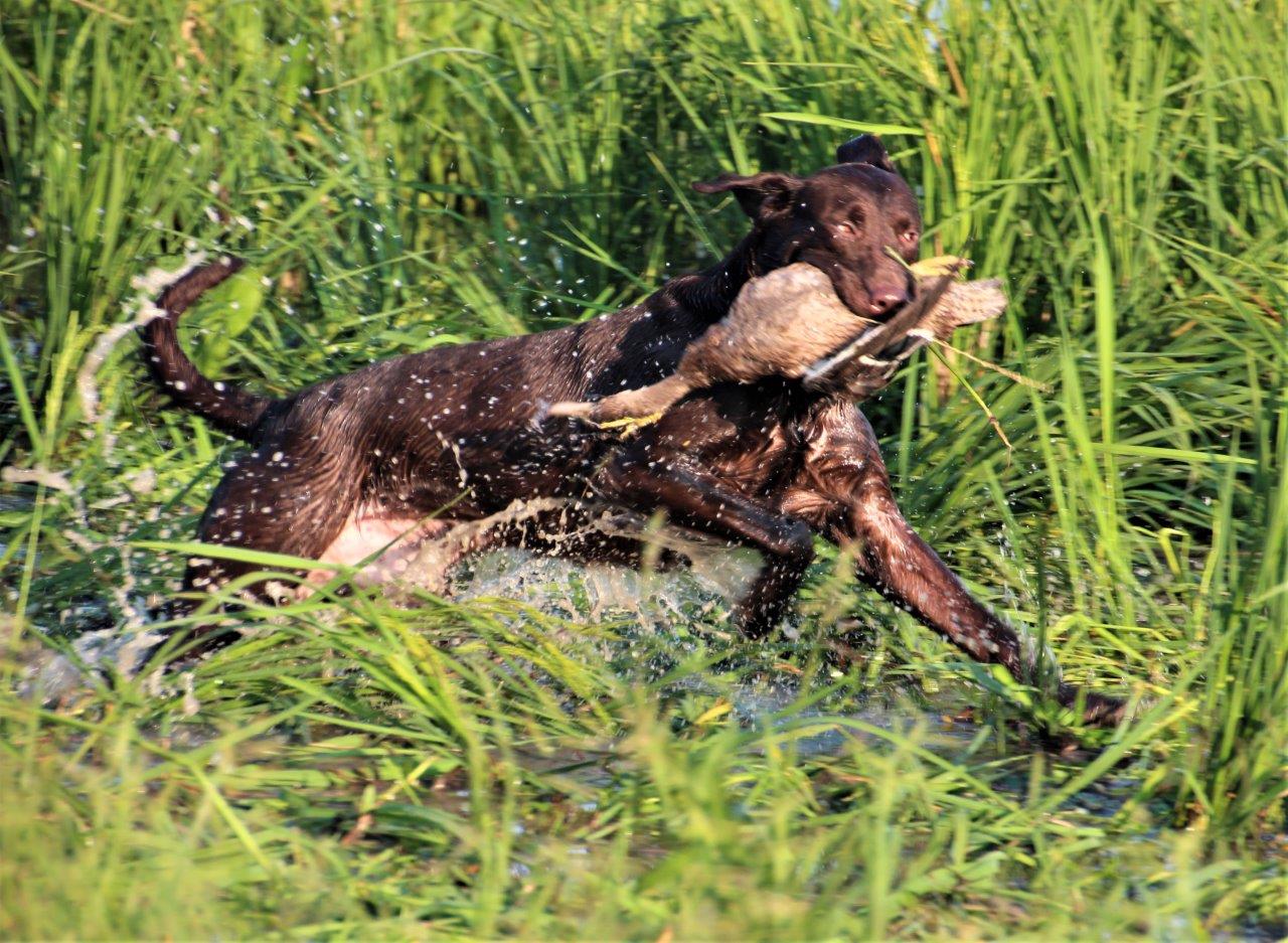 HRCH  Captain Bayou Augustus | Chocolate Labrador Retriver