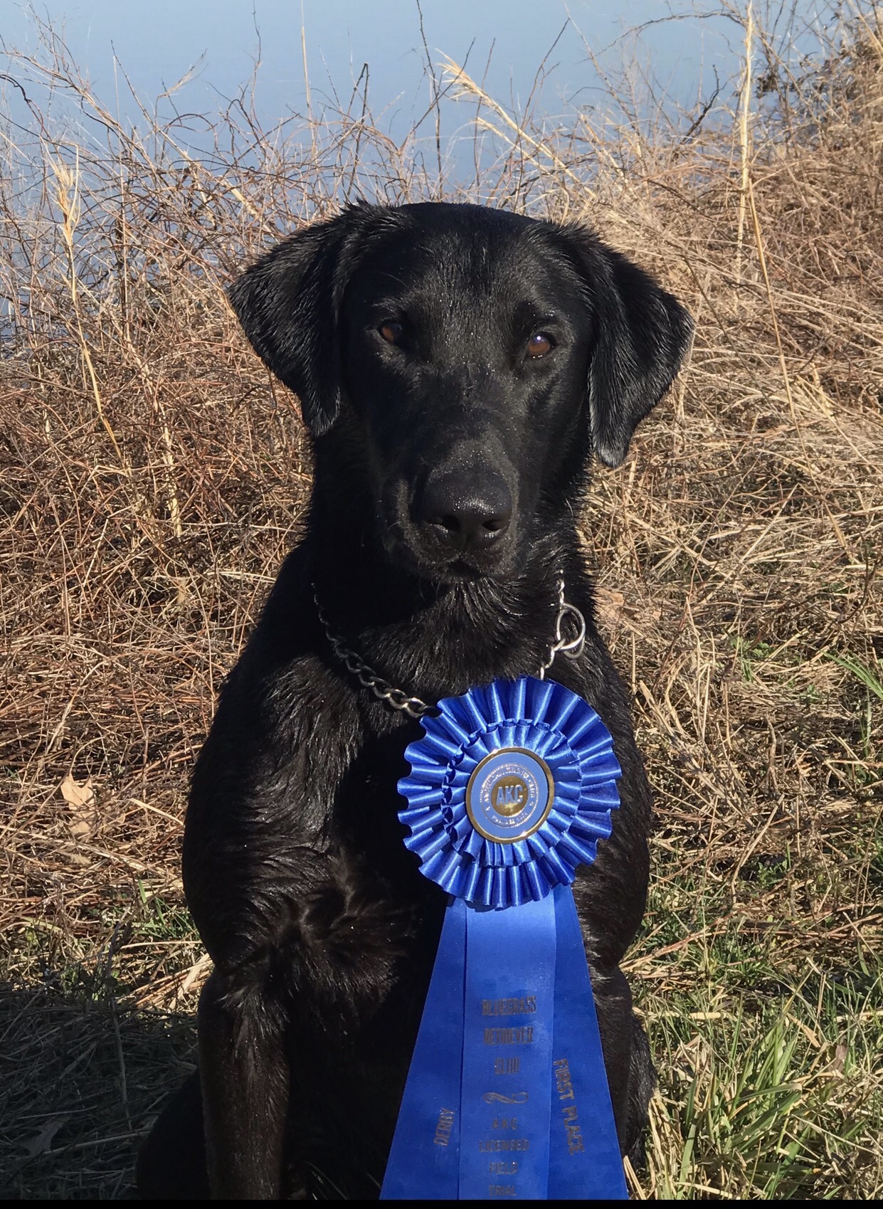 Seaside’s Troublesome Fowl Pursuits QA2 | Black Labrador Retriver