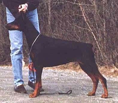 Schwima's Black Voodoo (N 32923/88) | Black Doberman Pinscher