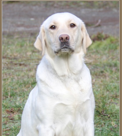 Udonstar’s Spirit Bear | Yellow Labrador Retriver