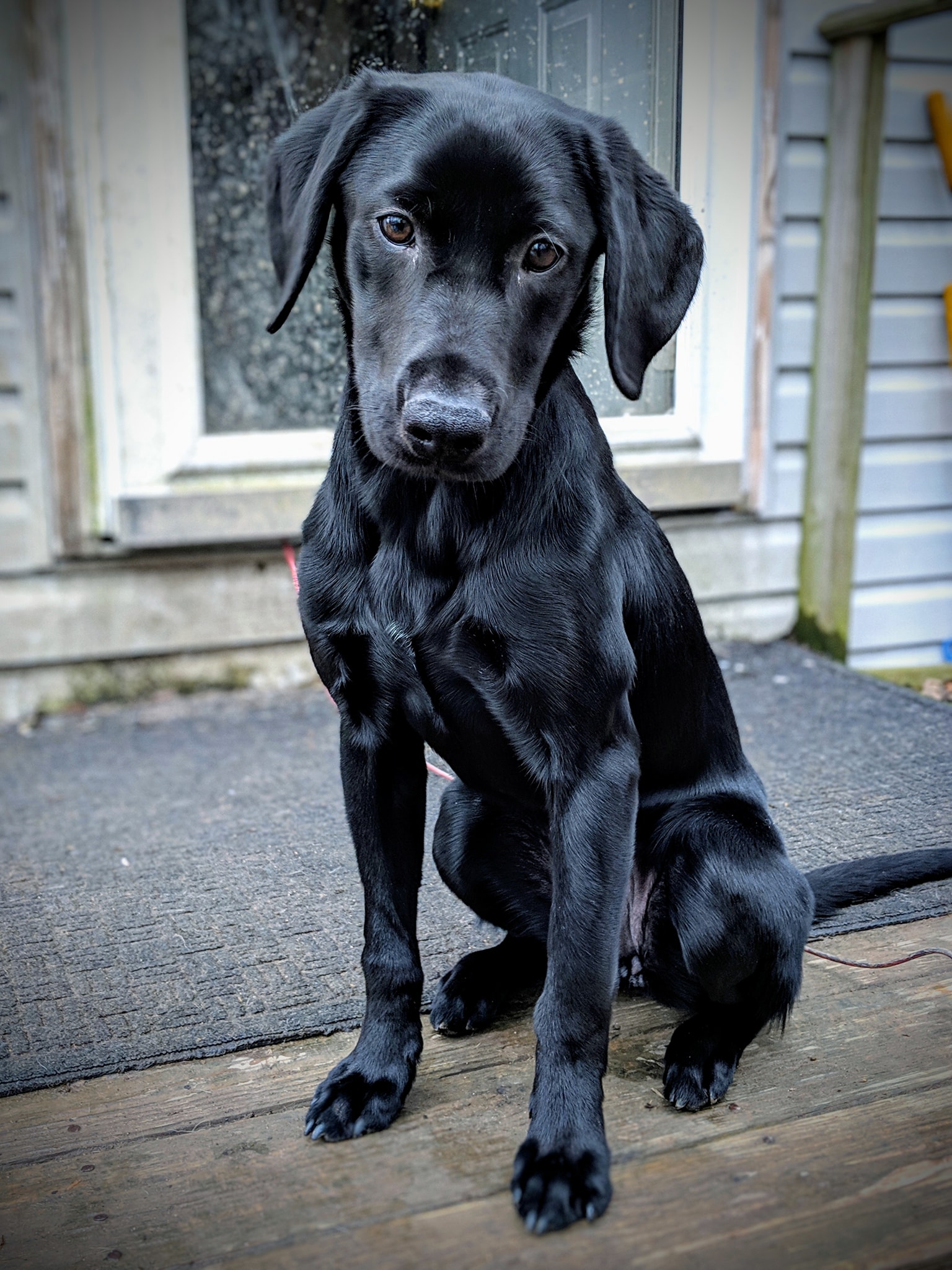 Tk Hot Kaisers Lo And Behold | Black Labrador Retriver