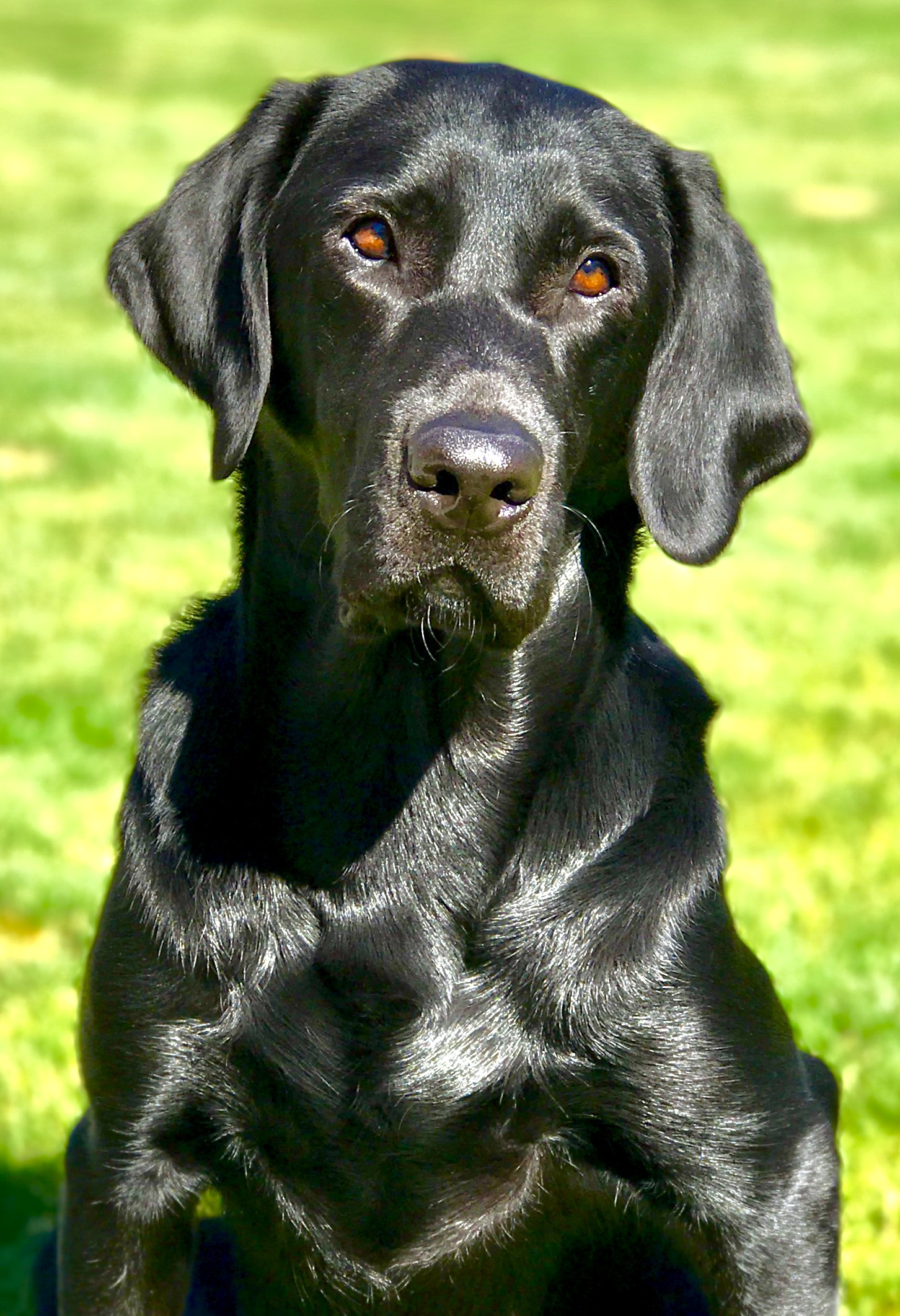 Bonita Senorita’s Dark Magic SH | Black Labrador Retriver