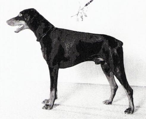 Doberhill Black Quieto | Black Doberman Pinscher