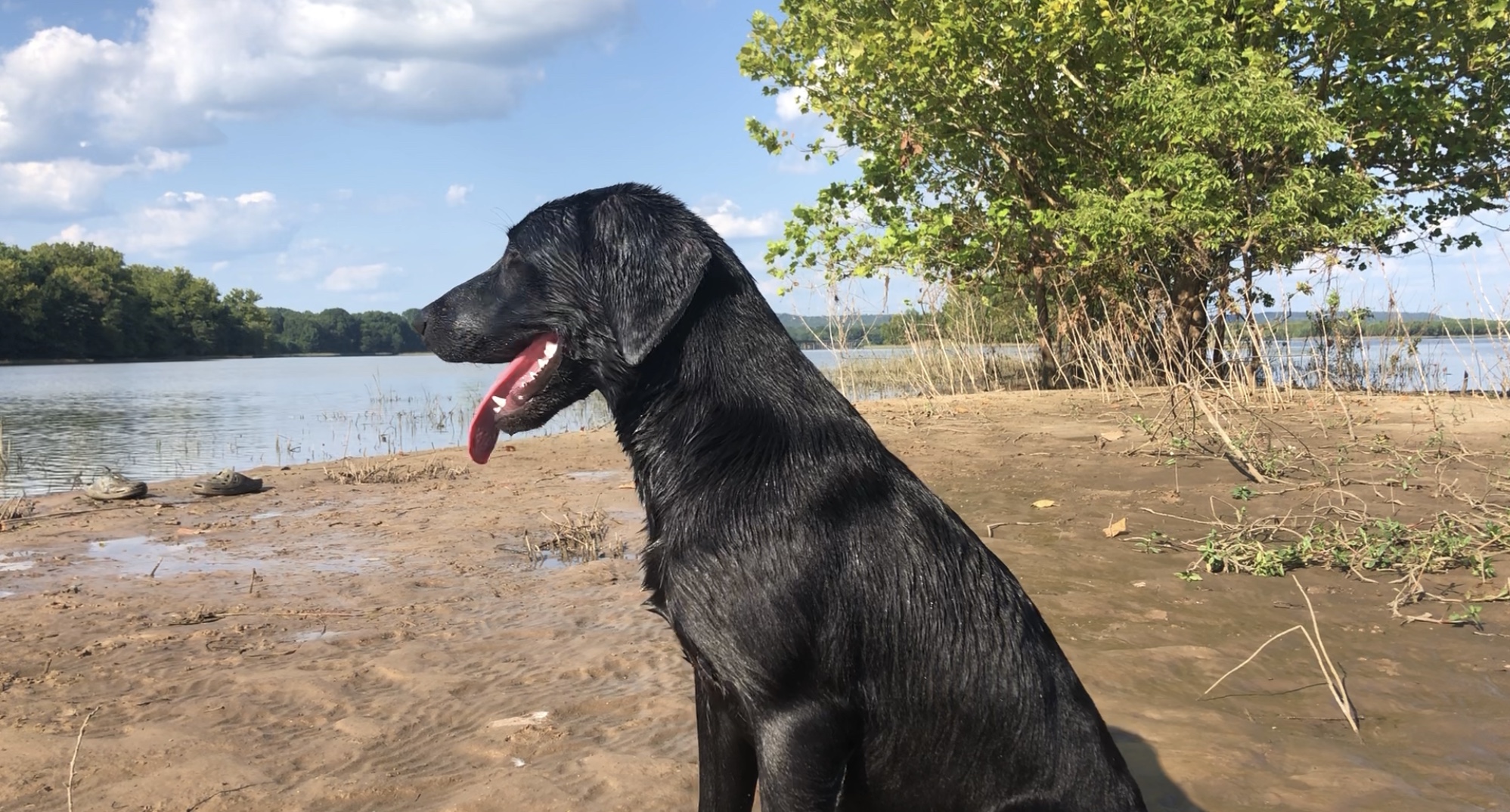 Midnight Sagebrush | Black Labrador Retriver