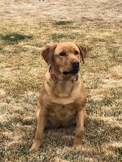 Seasides Foxy Belle | Yellow Labrador Retriver