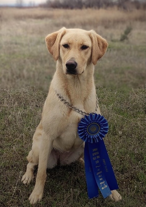 Wrangler’s Treasure State Kid QA2 | Yellow Labrador Retriver