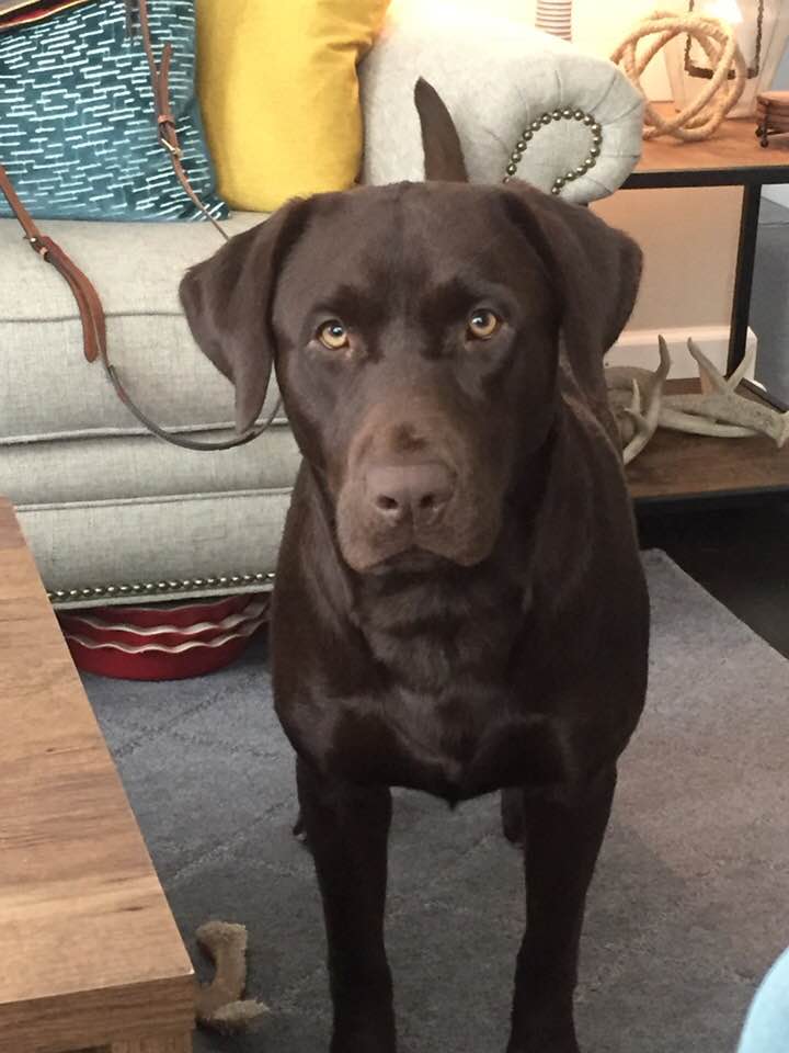 Beaver Creek's Cut 'em Down "timber" | Chocolate Labrador Retriver