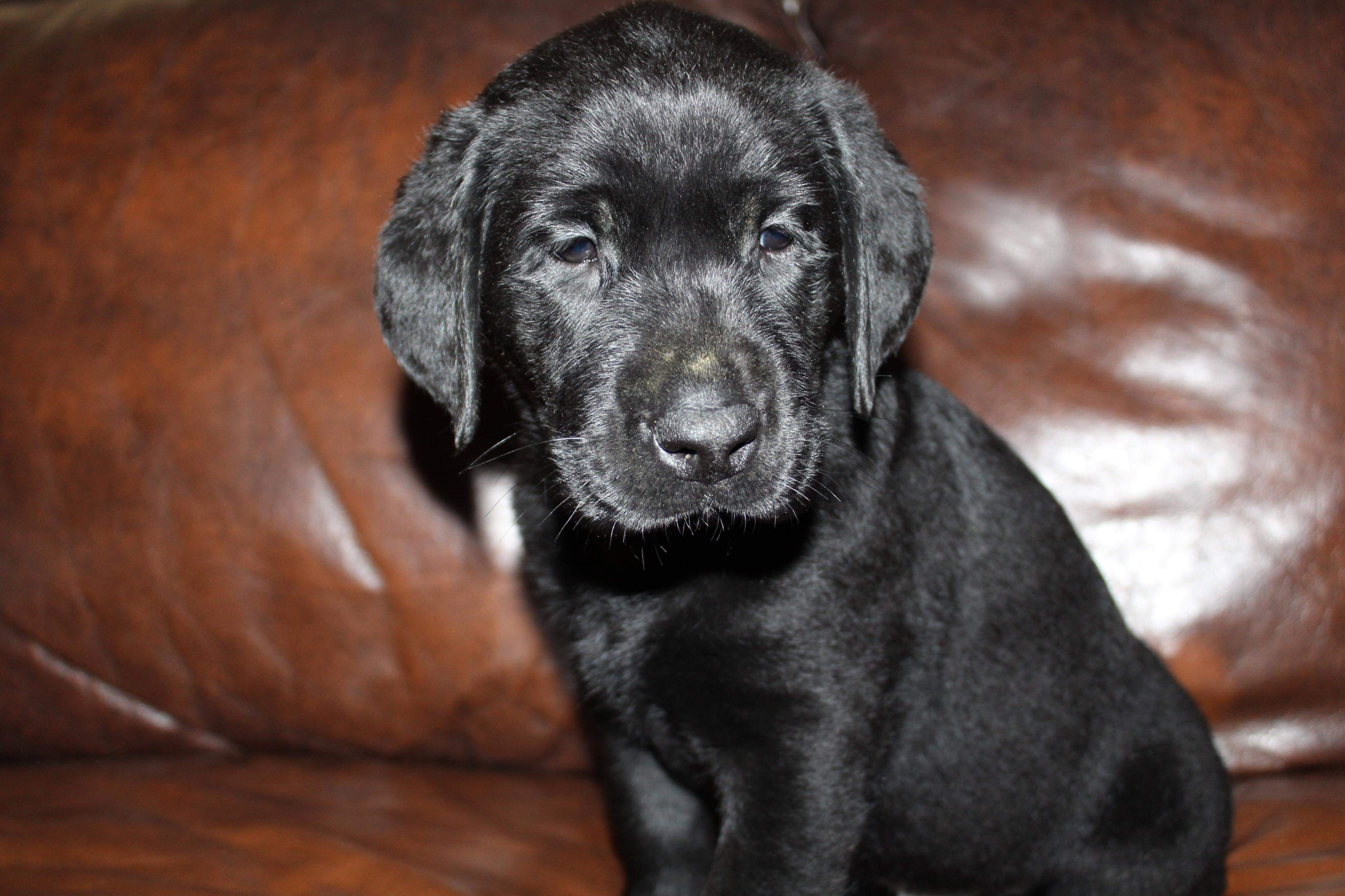 Kt's He's A Travelin Man | Black Labrador Retriver