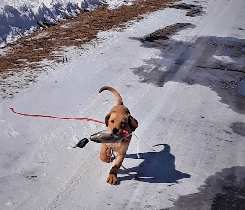 The Yellow Lab Wind Swept Rooster Buster (gary) | Yellow Labrador Retriver