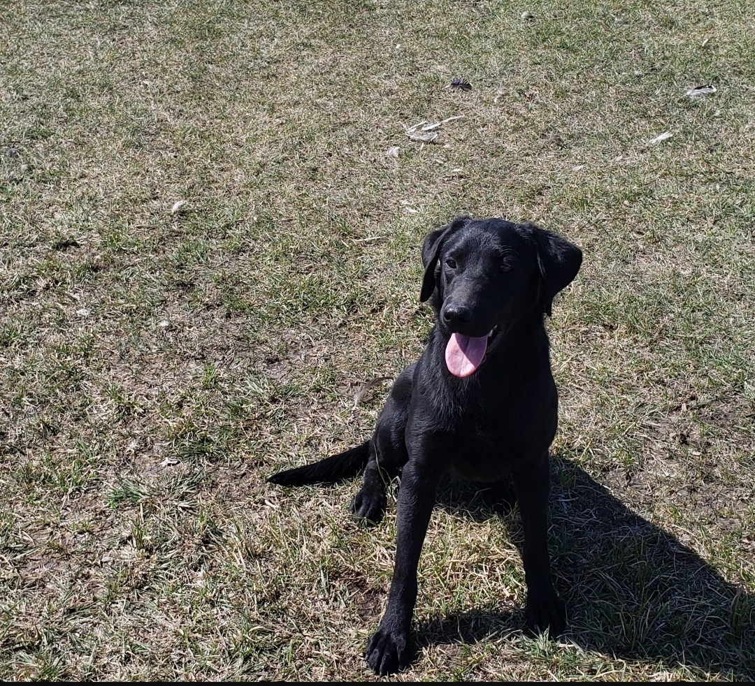 Stella Of Rock Hard Pointing Labs | Black Labrador Retriver