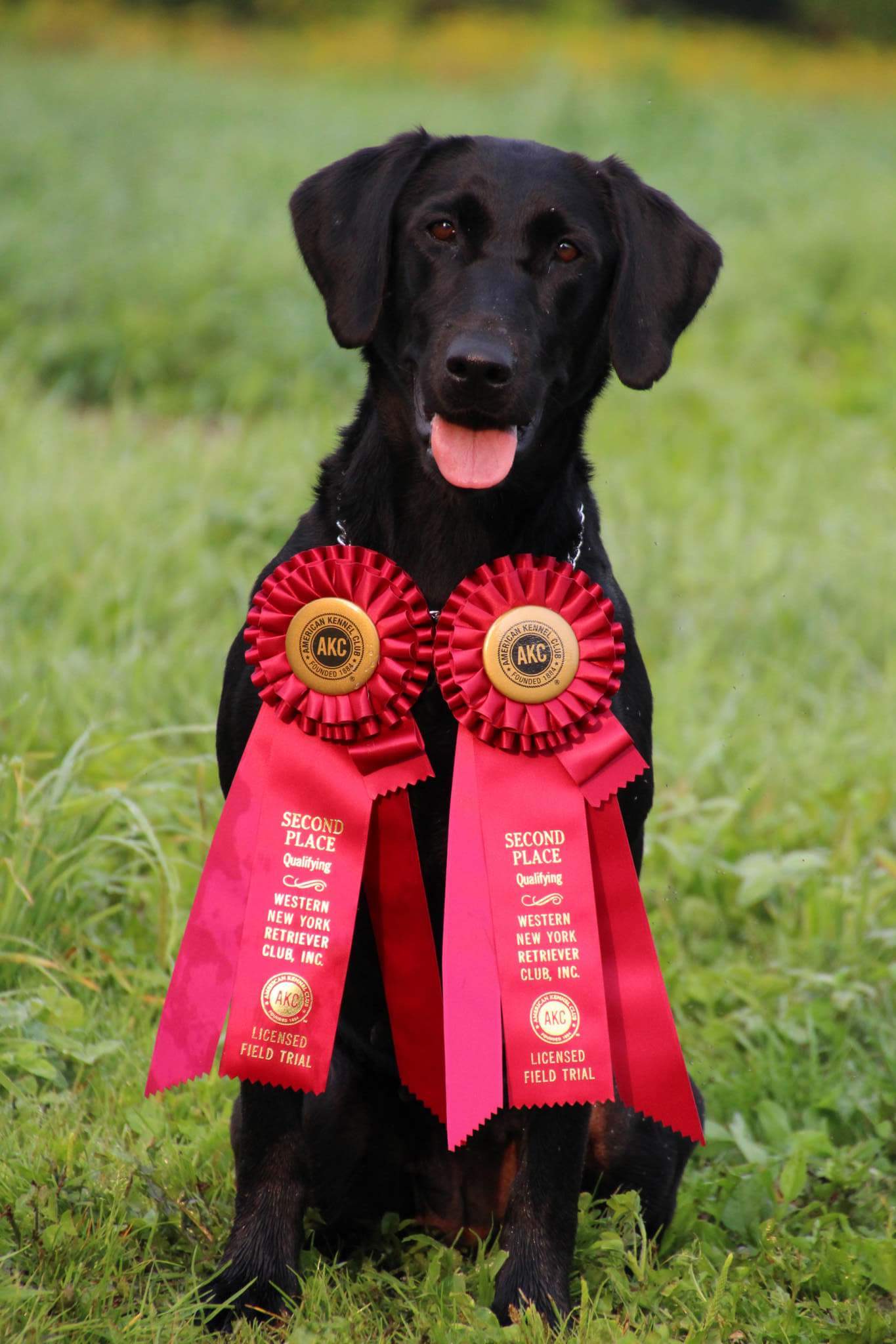 Peace Full Sunrise QA2 | Black Labrador Retriver