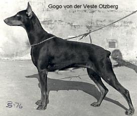 Gogo v.d. Veste Otzberg | Brown Doberman Pinscher