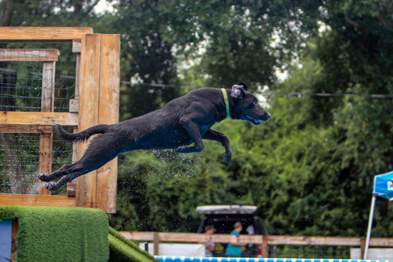 Joppa Jess Char Giuseppe DJ,DS | Black Labrador Retriver