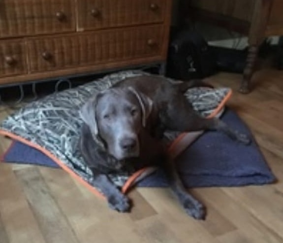 Sir Jericho Giuseppe Silver CGC CGCA,TN,TI | Chocolate Labrador Retriver