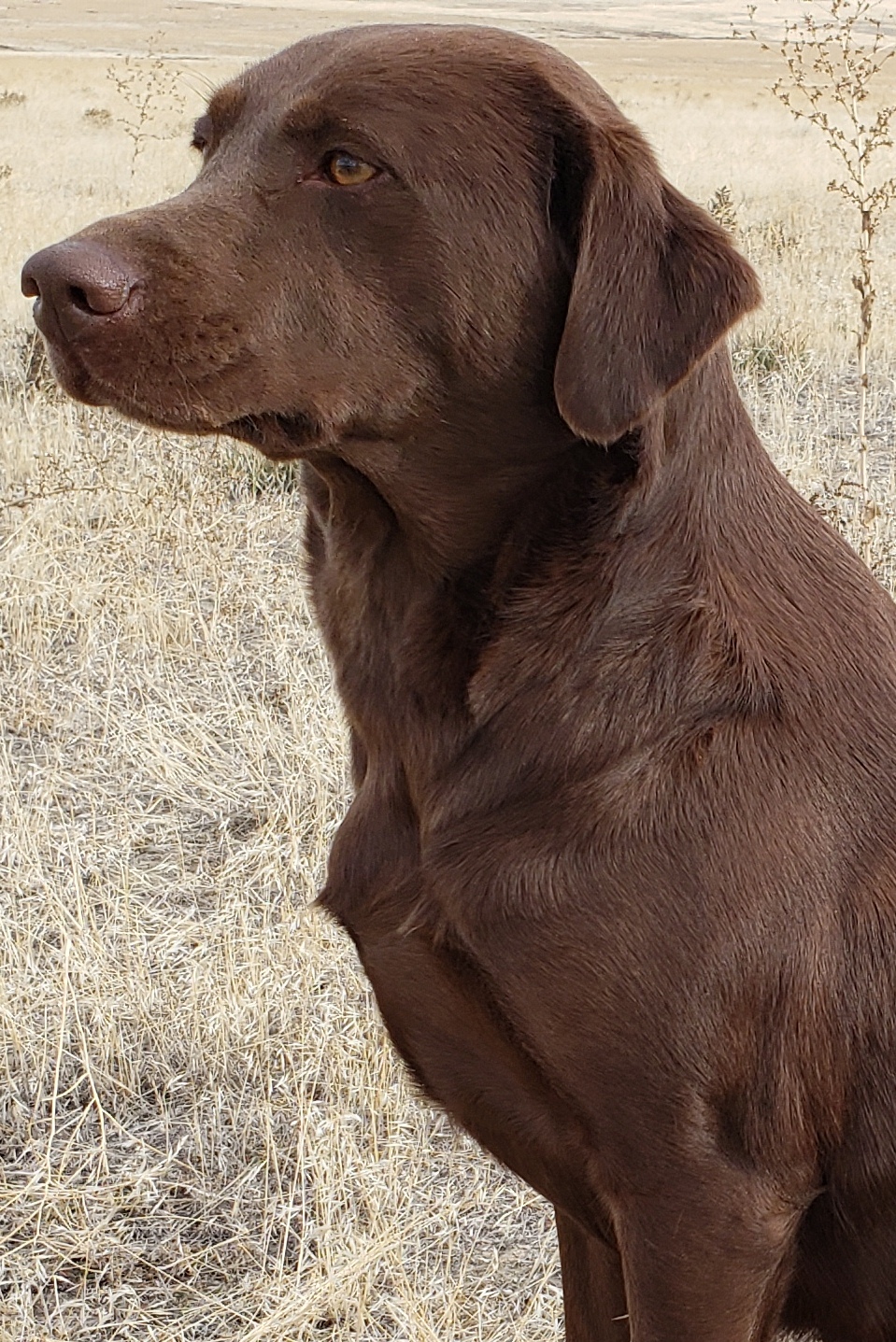 CPR Kona Hunokeli of Marble Mountain JH | Chocolate Labrador Retriver