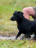 HRCH  Punch's Total Knockout | Black Labrador Retriver