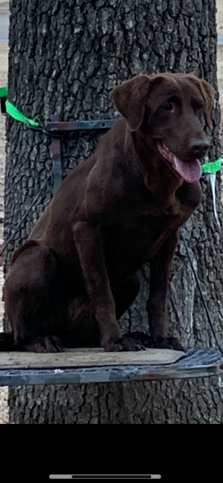 HRCH El Chupacabra Loose In Dixie | Chocolate Labrador Retriver