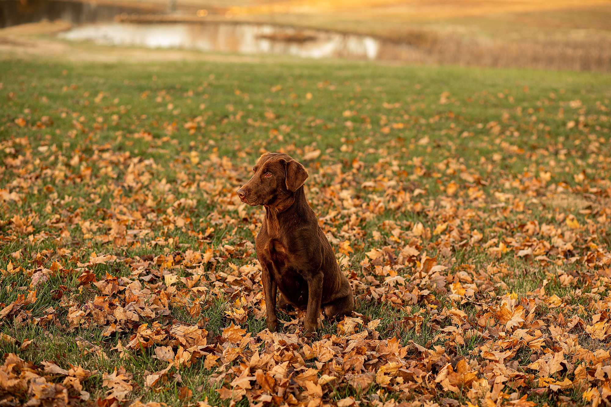 HRCH El Chupacabra Loose In Dixie | Chocolate Labrador Retriver