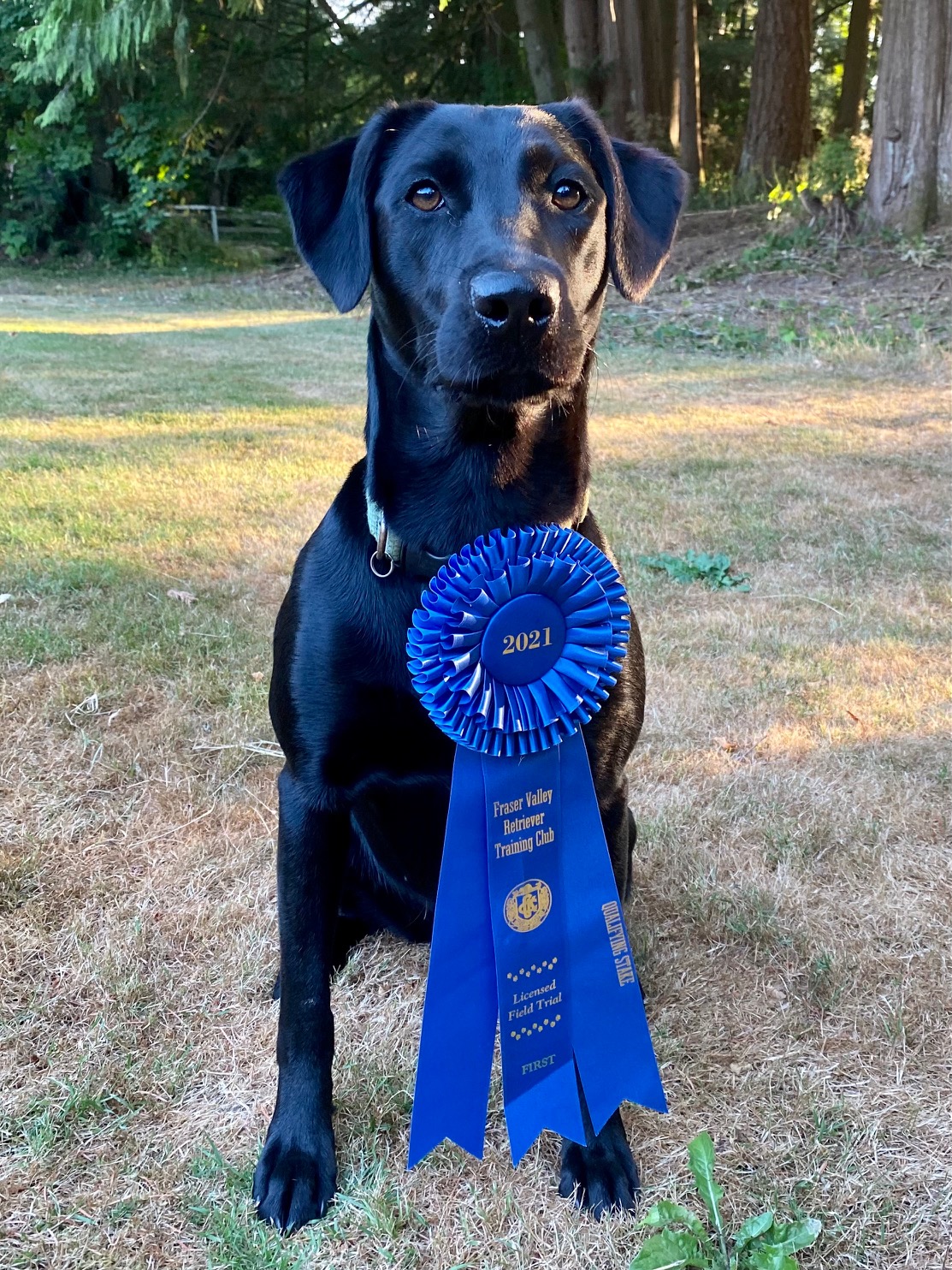 BDL Belmont’s Dusky Midnight Rascal SH JFTR | Black Labrador Retriver