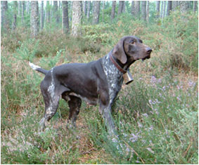 Scott des Grandes Plaines Fleuries | German Shorthaired Pointer 