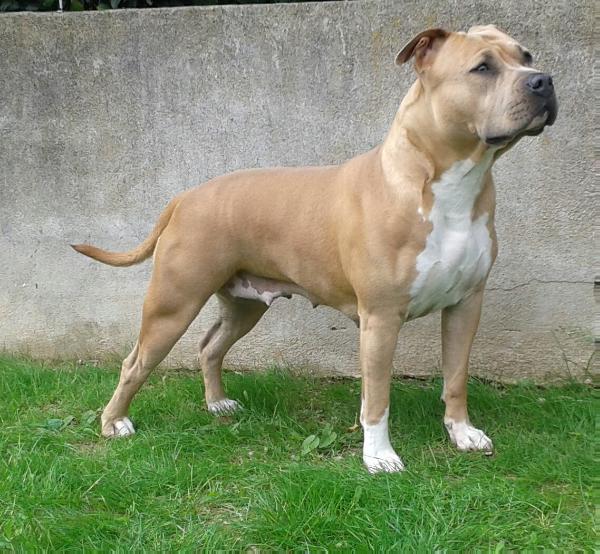 Hulka | American Staffordshire Terrier 