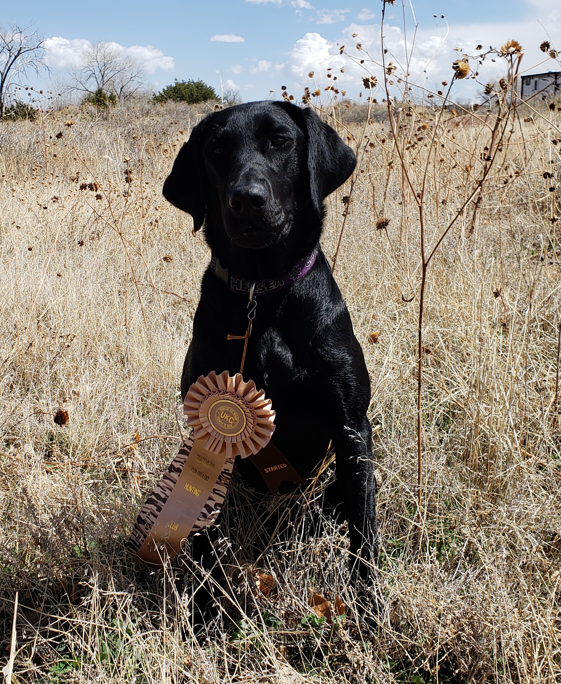 SHR CPR Colorado's Bodacious Bailey | Black Labrador Retriver