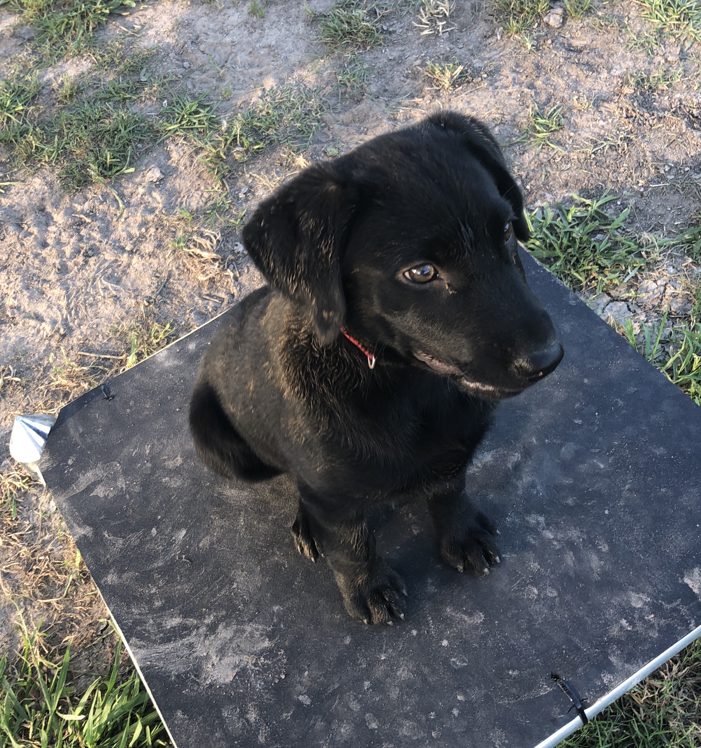 Olde Oaks Boot Scootin’ Bubba | Black Labrador Retriver