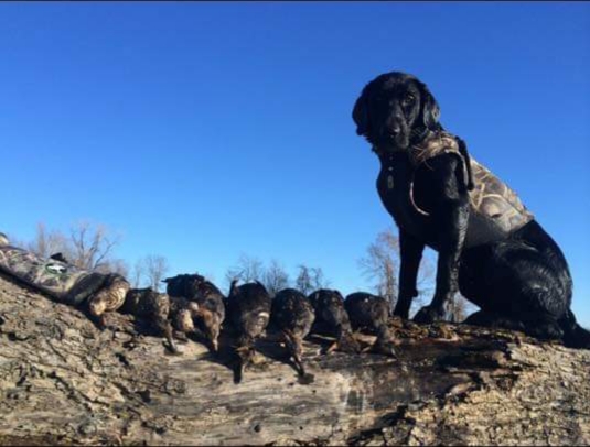 Wolfes Nitro Magnum | Black Labrador Retriver