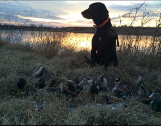 Wolfes High Powered Rifle | Black Labrador Retriver