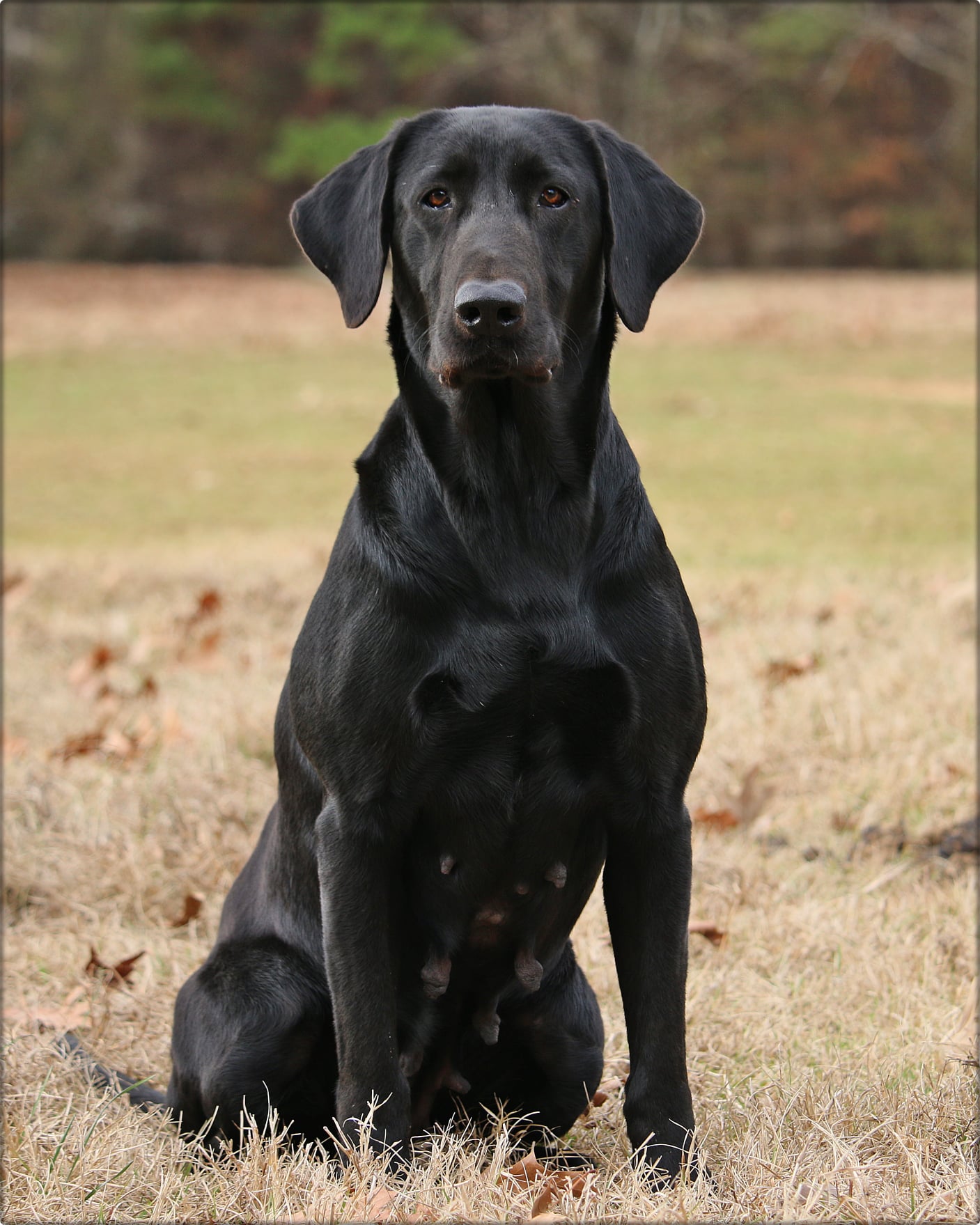 Beck’s Sterling Marks A Lot Bluebell “Blue” MH | Black Labrador Retriver