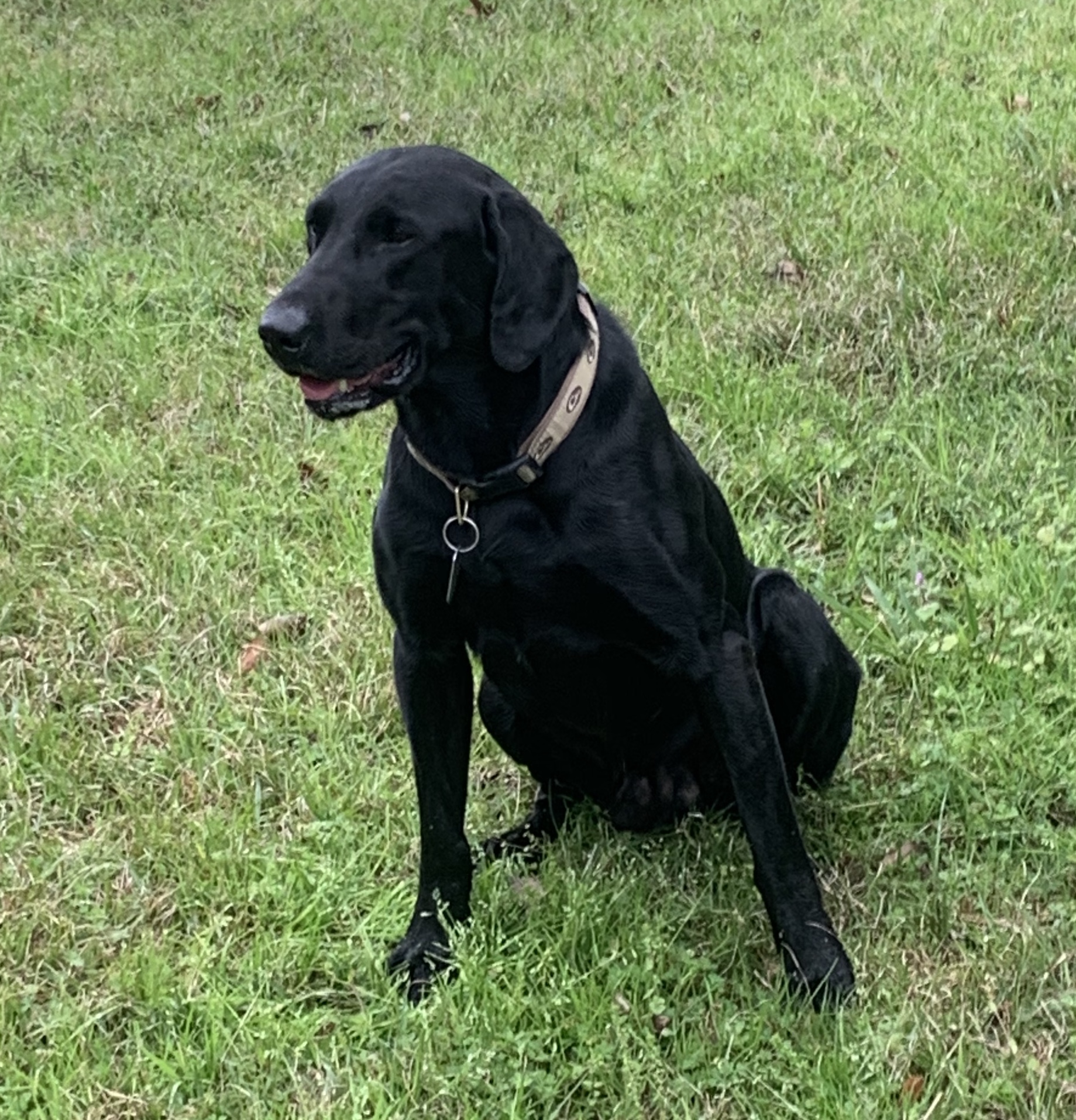 Two Rivers East Bound And Down MH | Black Labrador Retriver