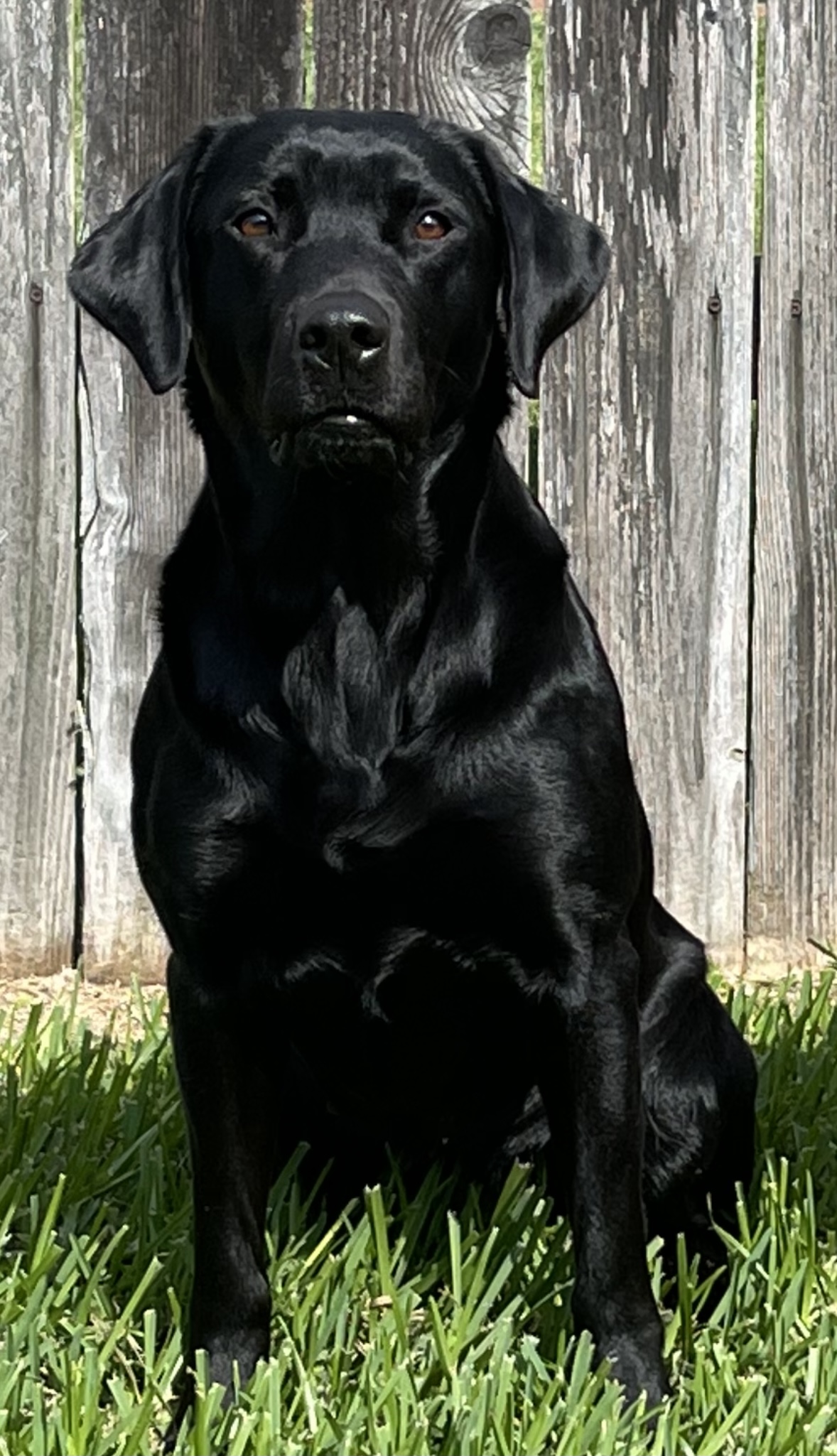 HR Blue Points Hidden Treasure | Black Labrador Retriver