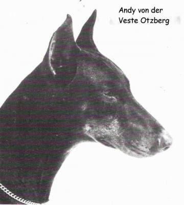 Andy v.d. Veste Otzberg | Black Doberman Pinscher
